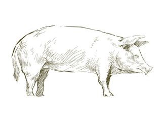 Illustration of pig