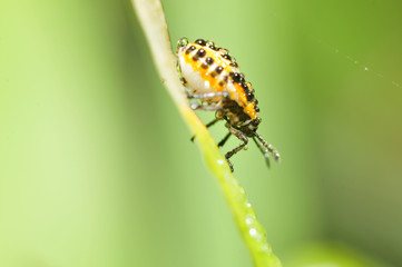 As bugs, taken in the wild nature environment