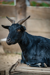 Close up of black goat