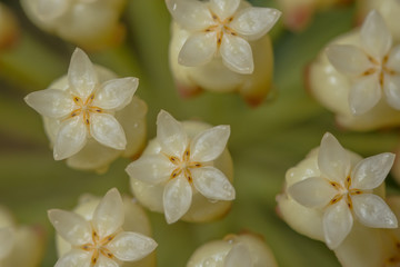 Naklejka na ściany i meble Hoya white flower macro