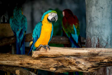 Colorful macaw on branch