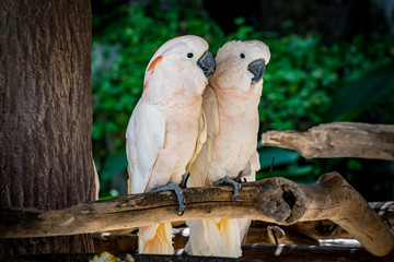 Two cockatoos