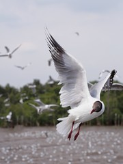 Seagulls in mangrove forest reserve bangpoo Thailand