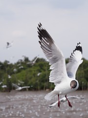 Seagulls in mangrove forest reserve bangpoo Thailand