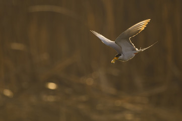 The river Tern flying with Fish 