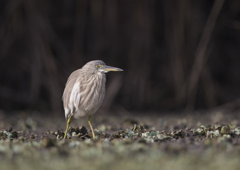 The Indian pond heron