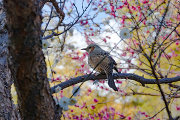 早春の梅とヒヨドリ