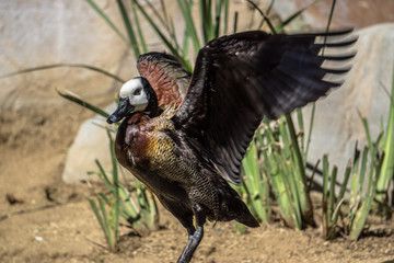 White Faced Whistler