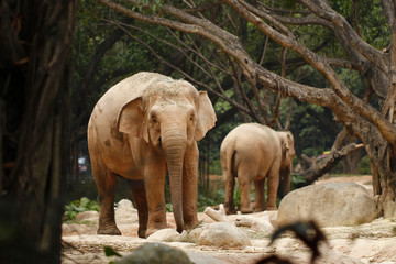 Fototapeta premium Elephant feeding in the zoo