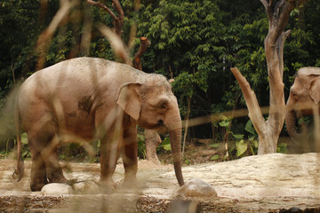 Fototapeta na wymiar Elephant feeding in the zoo