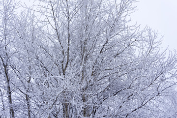 Fototapeta premium Russian winter season background. Beautiful winter frosty trees branches with a lot of snow. Snow covered trees in winter.