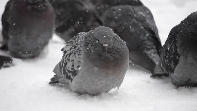 Many gray doves pigeons sit on the floor and bask on a cold frosty day in winter. Birds ruffled up dishevelled plumage feather very cold bask in frost, warm from the bitter cold close-up