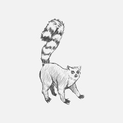 Illustration of baboon monkey