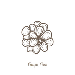 Illustration of pinyon pine