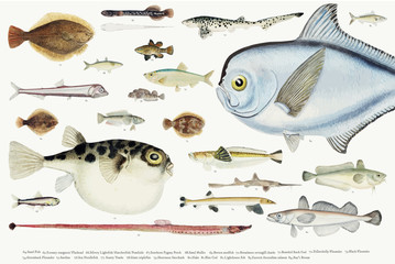 Coloured illustration of fish drawing collection