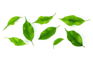 leaf isolated on white