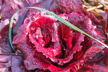 Red lettuce close up