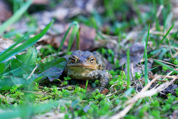 frog grass muzzle wildlife macro