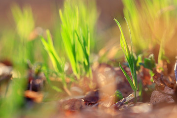 Background texture of fresh spring green grass