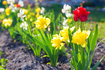 Obraz premium spring flowers daffodils and tulips flowering in garden on a flower bed