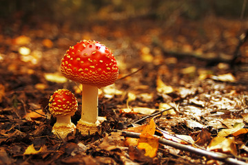 Different mushrooms in the clearing