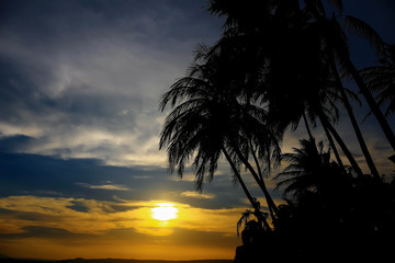 Obraz na płótnie Canvas Silhouettes of palm trees