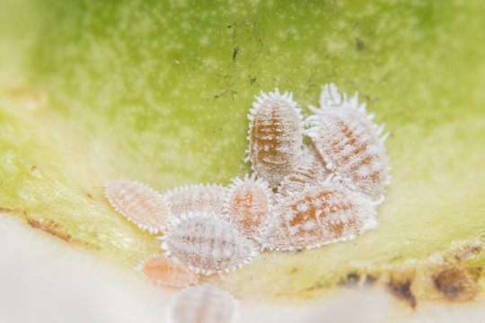 Macro Pseudococcidae on leaves