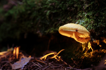 mushrooms forest nature season close