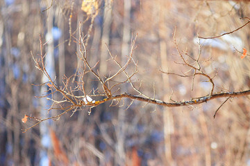 tree branch blossom background blurred