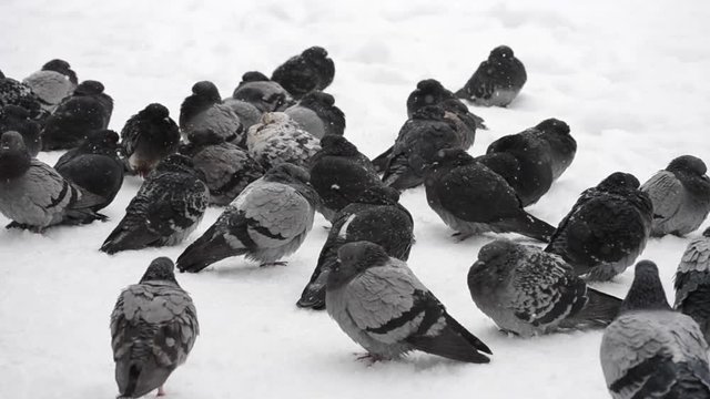 Many gray doves pigeons sit on the floor and bask on a cold frosty day in winter. Birds ruffled up dishevelled plumage feather very cold bask in frost, warm from the bitter cold close-up