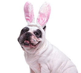 portrait of a happy french bulldog wearing easter bunny ears