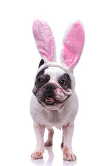 french bulldog wearing easter bunny ears standing and looks away