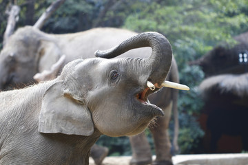 Elephant feeding in the zoo