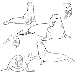 Hand drawn sea Elephant. Vector sketch  illustration.