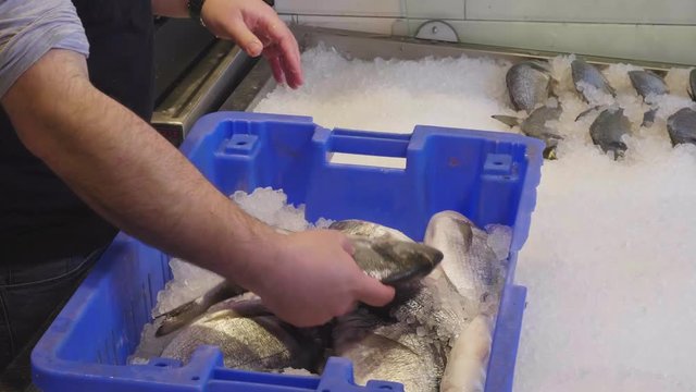 Arranging fish in ice for display