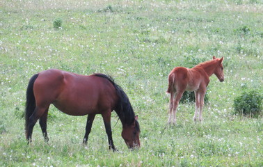 Horses in the meadow in the gorge of the North Caucasus