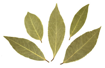 Bay leaves isolated on white background