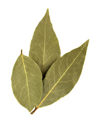 Bay leaves isolated on white background