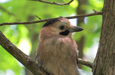 Jay's in the city Park. Russia. Essentuki.