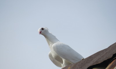 House pigeons on the roof of the next house.