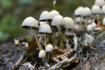 mushrooms in the wood forest