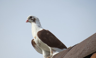 House pigeons on the roof of the next house.