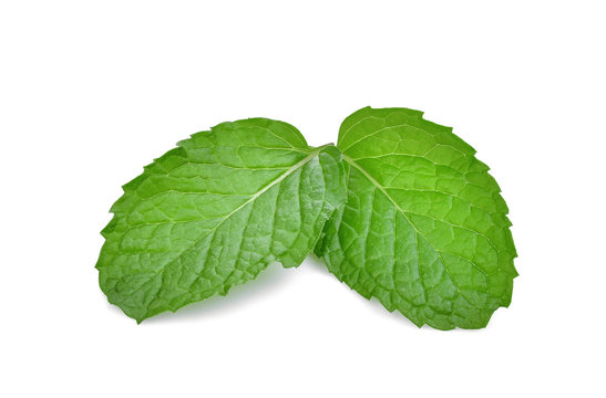 two fresh mint leaves isolated on white background