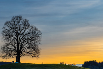 Kahler Baum und Kreuz im Abendlicht