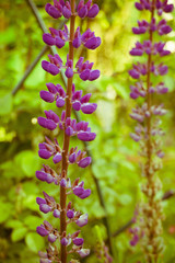 Purple Lupin Flower Filtered