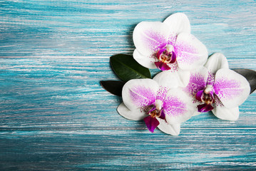 Pink orchid flowers