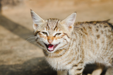 Portrait of a Gray Domestic Himalayan Cat