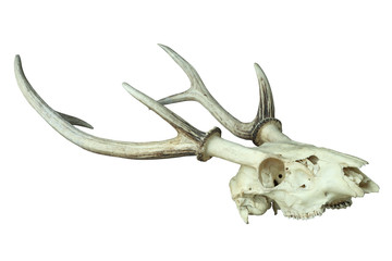 Hog deer skull isolated with clipping path.