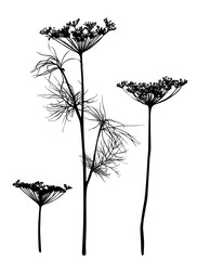 Dill silhouette isolated on white.