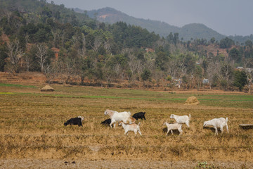 Fototapeta na wymiar Goats at the field of Nepal